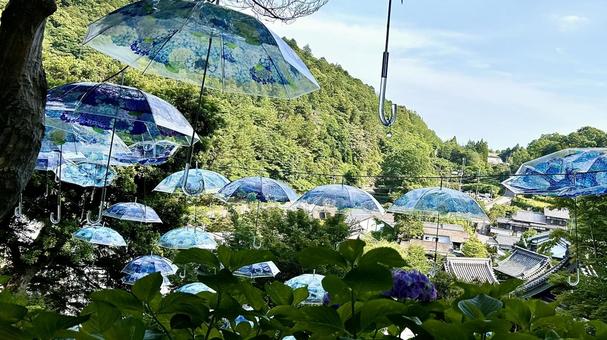 柳谷観音 アジサイ傘 柳谷観音 アジサイ傘の写真