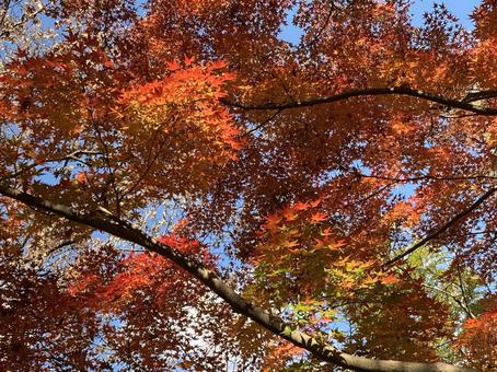 紅葉 紅葉 紅葉,秋,もみじの写真素材