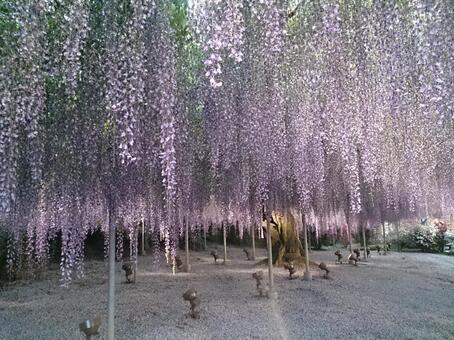 藤の花 藤の花の写真