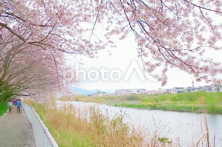 川沿いの桜の木 桜,木,川の写真素材