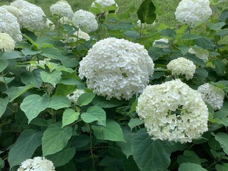 紫陽花 紫陽花 紫陽花,アジサイ,白い花の写真素材