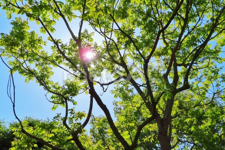 新緑からの木漏れ日 新緑,木漏れ日,青空の写真素材