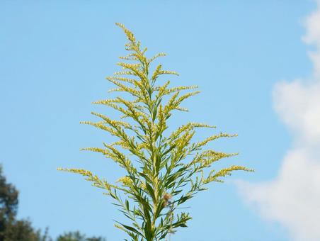 【花の写真】セイタカアワダチソウ 【花の写真】セイタカアワダチソウの写真