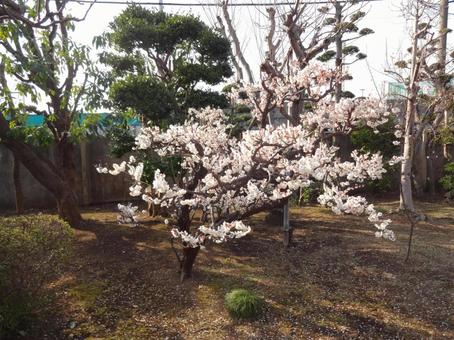 池上梅園の梅 池上梅園の梅の写真