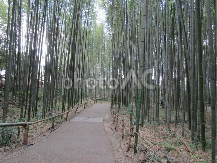 嵯峨の竹林 竹林,嵯峨,嵐山の写真素材