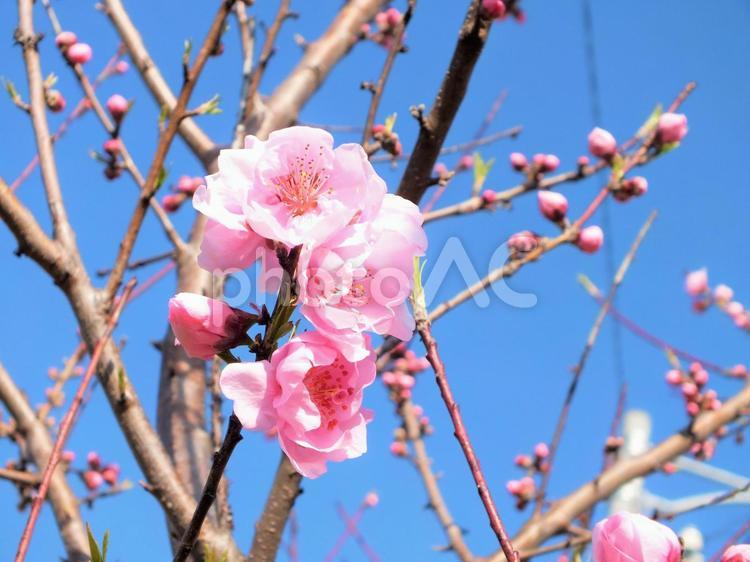 薄いピンクの桃の花と　かわいいつぼみ 桃,桃の花,花の写真素材