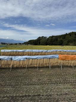 天日干し(長野県塩尻市) 天日干し(長野県塩尻市)の写真