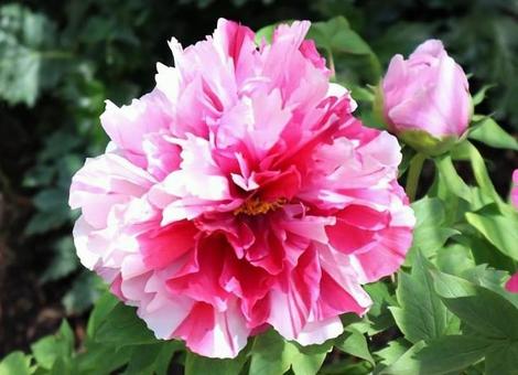 牡丹(花生) 牡丹(花生)の写真
