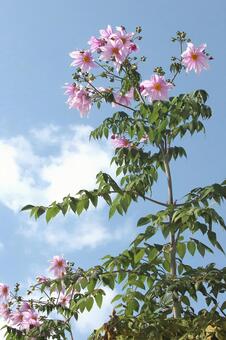 皇帝ダリヤ 植物,花,皇帝ダリヤの写真素材