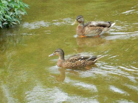 【鳥の写真】マガモ(真鴨) 【鳥の写真】マガモ(真鴨) マガモ,真鴨,生き物の写真素材