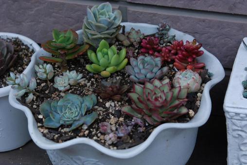 多肉植物 多肉植物の写真