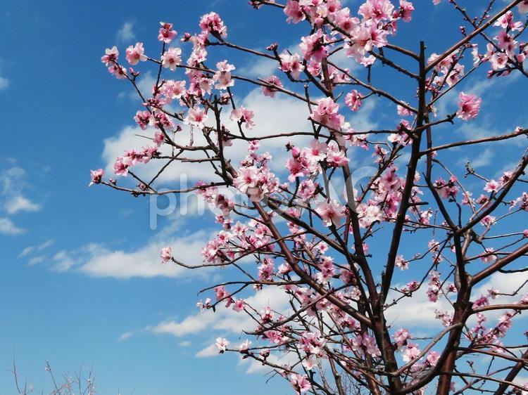 アーモンドの木 アーモンド,桜,梅の写真素材