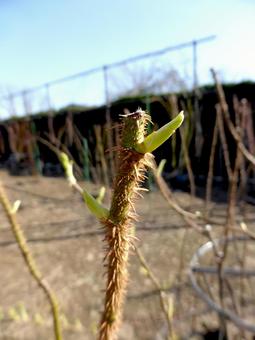 新芽が伸びてきたバラ園の茎の一部 新芽が伸びてきたバラ園の茎の一部 バラ,茎,新芽の写真素材