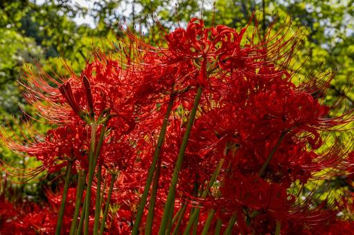 巾着田曼珠沙華公園周辺の景色 巾着田曼珠沙華公園周辺の景色 巾着田,曼珠沙華,公園の写真素材