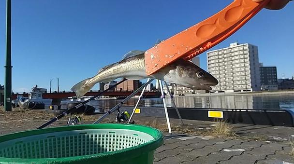 釣った魚 釣り,魚つり,魚の写真素材