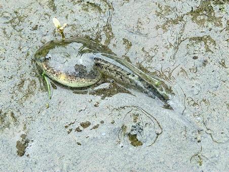Photo, tadpoles, ootakko, tadpole, 