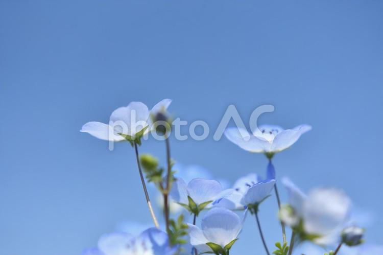 青空に溶け込むように咲くネモフィラ ネモフィラの花,青い花,ブル－の写真素材