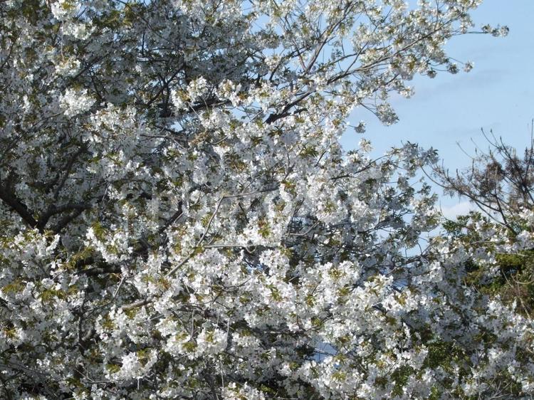 すき間なく満開に咲きほころんだ桜の花 桜,さくら,サクラの写真素材