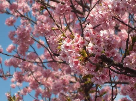 満開の河津桜の緑の小さな葉 満開の河津桜の緑の小さな葉の写真