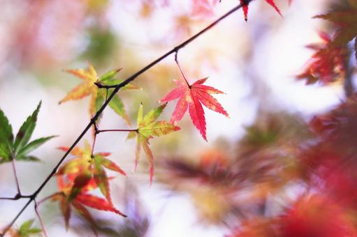 色鮮やかな秋の紅葉 色鮮やかな秋の紅葉 紅葉,秋,もみじの写真素材