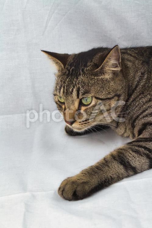 何か企んでいる猫 猫,ネコ,ねこの写真素材