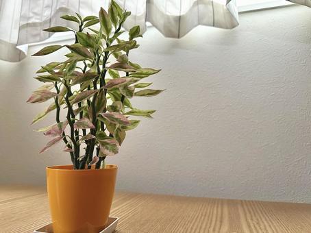 銀竜1 グリーン,自然,植物の写真素材