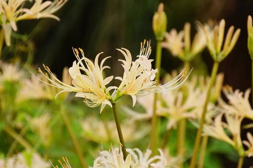ヒガンバナ 彼岸花,白,植物の写真素材