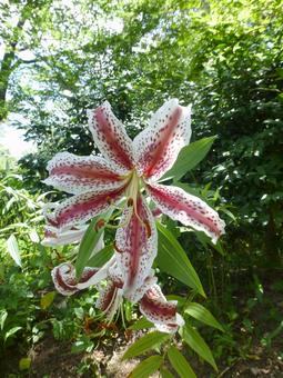 林道沿いに開花した赤色系ヤマユリ 林道沿いに開花した赤色系ヤマユリ ヤマユリ,花,植物の写真素材