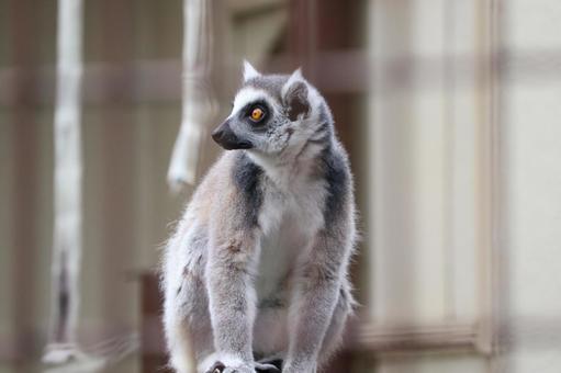 ワオキツネザル ワオキツネザル,生き物,動物の写真素材