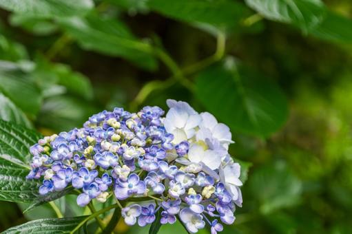Photo, hydrangea, otafuku hydrangea, blue, 
