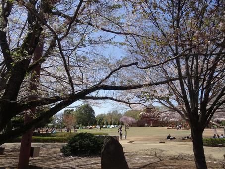四月のアンデルセン公園-29 四月のアンデルセン公園-29の写真