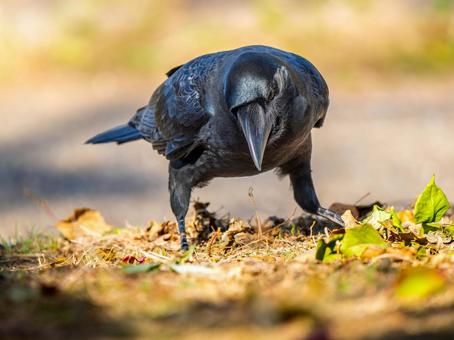 地面を歩くカラス 鳥,動物,鳥類の写真素材