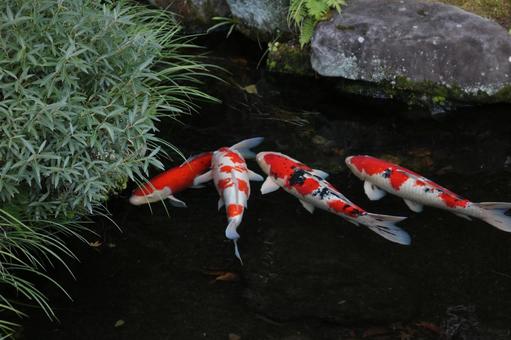 鯉 鯉 鯉,錦鯉,コイの写真素材