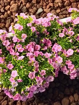 ピンクの花 ピンクの花 カラフル,キレイ,植木の写真素材