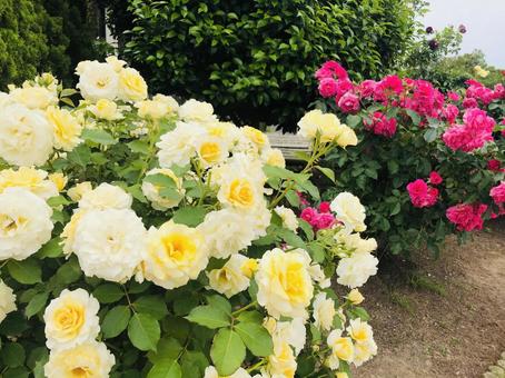 ピンクと黄色のバラ バラ,ピンク,黄色の写真素材