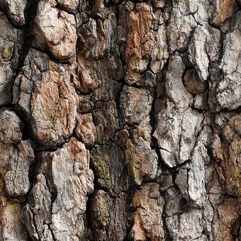 朽ちた樹皮のクローズアップの写真