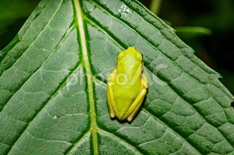 葉の上で静かに獲物を待つアマガエル 自然,昆虫,緑色の写真素材