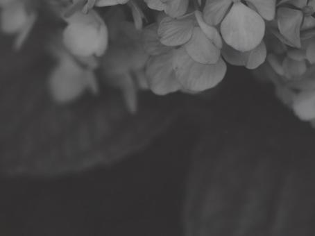 紫陽花 [白黒/淡]版 縦横4:3 白黒,モノクロ,グレースケールの写真素材