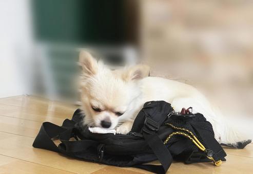カバンの上に乗ってくつろぐチワワ チワワ,鞄,バックの写真素材