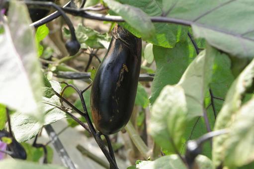 畑に実ったナス ナス,野菜,畑の写真素材