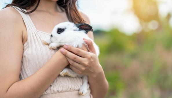 ミニウサギを抱く女性の手もと ミニウサギを抱く女性の手もとの写真