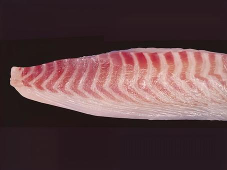 サケ サケ,鮭,塩鮭の写真素材