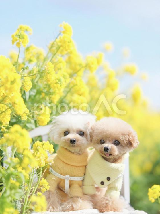 菜の花と犬（プードル） 犬,ペット,多頭飼いの写真素材