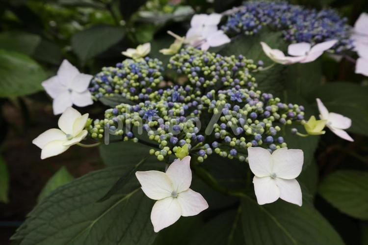 アジサイの花のアップ 初夏の花,6月の花,あじさいの花の写真素材