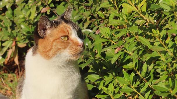 物思いに耽るもふもふな三毛猫 三毛猫,猫,ポカポカ陽気の写真素材