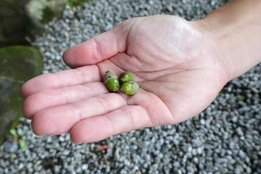 手の平に乗せたどんぐり 秋 どんぐり拾い 手の平に乗せたどんぐり 秋 どんぐり拾いの写真