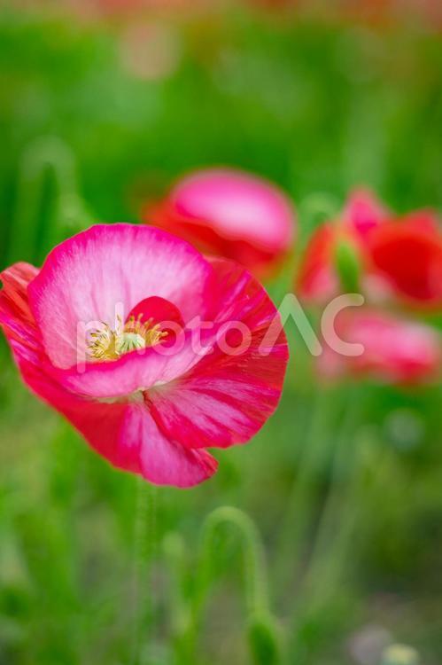 《花》ポピー　花畑 ポピー,花,花畑の写真素材