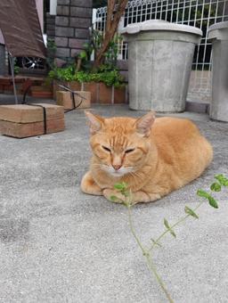 くつろぎ くつろぎ くつろぎ,リラックス,猫の写真素材