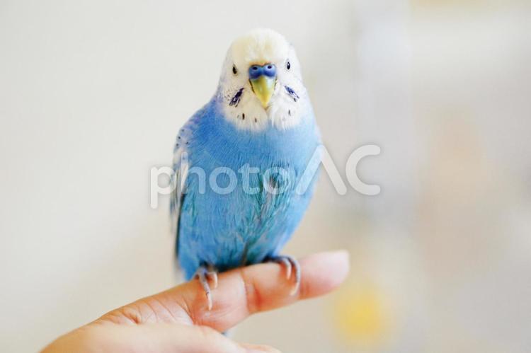 ちょっとだけ水浴びしたインコ サクちゃん,saku,セキセイインコの写真素材