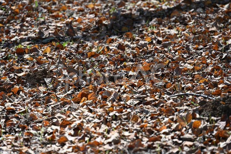 落ち葉・紅葉・秋のイメージ：背景素材テクスチャ 落ち葉,枯れ葉,紅葉の写真素材